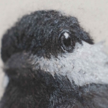 Black-Capped Chickadee detail